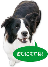 ボーダーコリー