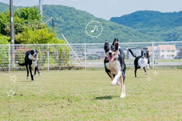 ノーリードで自由に走れる！