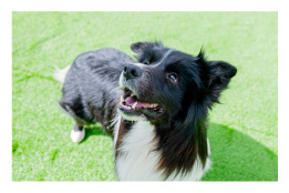 ボーダーコリー